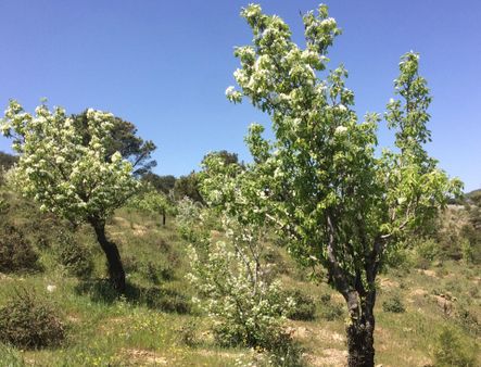 İzmir Torbalı Gold Emlaktan Çınardibinde Satılık Meyve Bahçesi