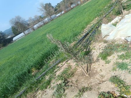 Asya Evim Gayrimenkulden Elsazı Köyünde Satılık Hobi Bahçesi