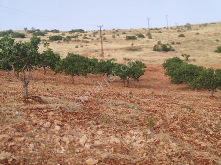 Fatih Emlaktan Kocatepede Satlık Kaliteli Fıstıklık