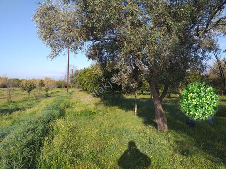 Arslanlı ' Da Satılık (4000m²) Bahçe