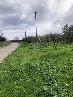 Manisa Akhisar Pınarcık Mahallesinde Yüzde 40 İmarlı Arsa