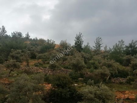 İzmir Torbalı Gold Emlaktan Satılık Zeytinlik