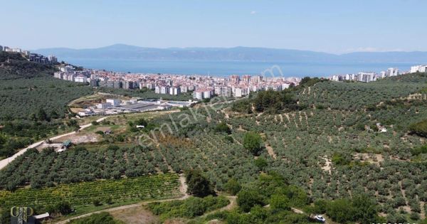 Tırpan Gayrimenkulden Mudanya Aydınpınar Köyünde 4850m2 Zeytinlik