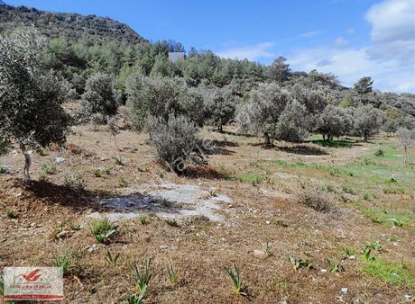 Ortaca Fevziye Mahallesi Sin De 7200 M2 Satılık Zeytinlik