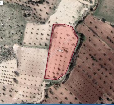 Aytekin Gayrimenkulden Satılık Zeytinlik