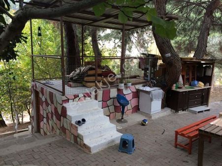 Dağkızılca Da 4 Dnm İçinde Ev Olan Zeytinli Tarla