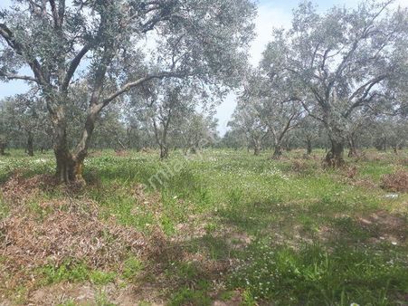 Akhisar Kayalıoğlu Nda Yatırımlık Tarla