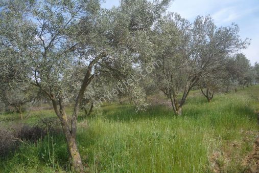 İzmir Torbalı Gold Emlaktan Satılık Verimli Zeytinlik