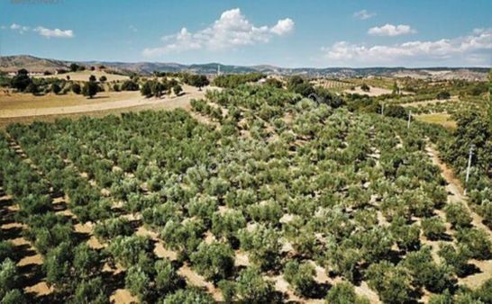 Manisa Köprübaşı Mh De Satilik 16 Dönüm Zeytinlik