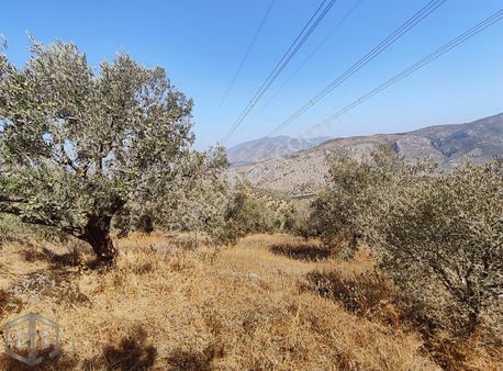 İzmir Selçuk Şirince Mevkii'nde 1.300 M2 Satılık Zeytinlik...