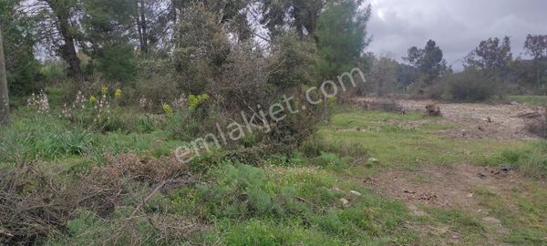 Muğla Ula Karabörtlen'de İki Ayrı Tapu Tek Fiyata Satılık Tarla!
