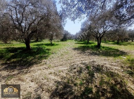 Başyigit 'ten B.osmaniye Mh. 1480 M2. Satılık Zeytinlik
