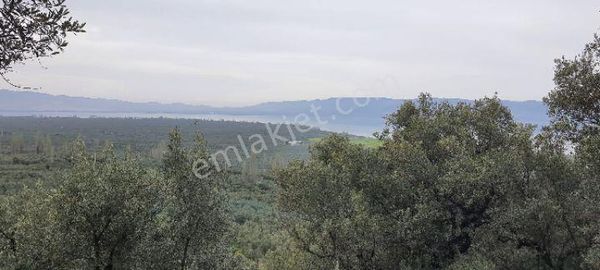 Bursa Orhangazi Heceler Mahallesi'nde Satılık Göl Manzaralı Zeytinlik