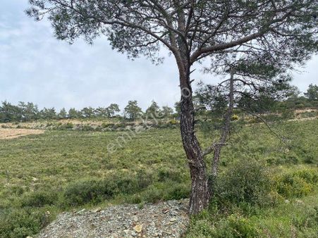 İzmir Selçuk Şirincede İster Çiflik İster Otel Yapın İmarlı Arazi