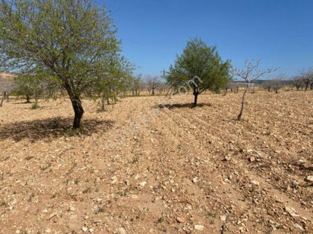 Eryavuz'dan Kızlar'da Müstakil Fıstıklık Kaçırılmayacak Fırsat Otobana İkinci Parsel İmara Yakın
