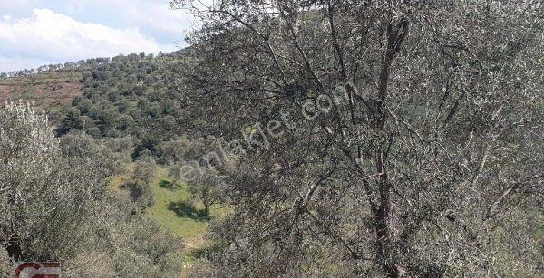 Kelepir Fiyata Kaçırılmayacak Kırtık Da Zeytinlik