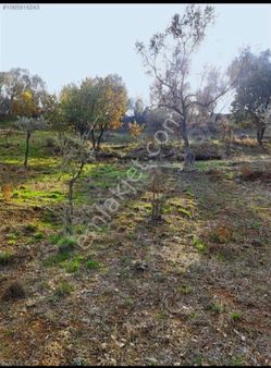 Seferihisar Yeni Orhanlı Köyünde Satılık 6 Dönüm Zeytinlik