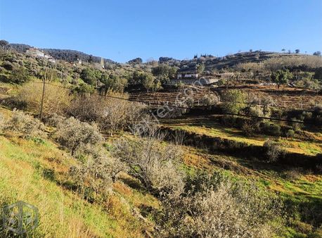 İzmir Selçuk Şirince Yola Cepheli Zeytinlik