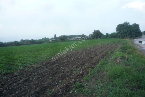 İzmir Torbalı Gold Emlktan Satılık Verimli Tarla