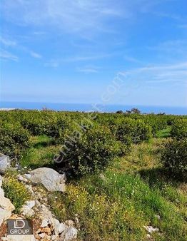 Id Grroup Emlak Tırtarda Deniz Manzaralı Satılık Limon Bahçesi