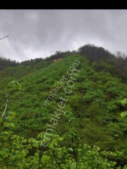 (57) Keşap Töngel Köyü Girişinde Fındık Bahçesi