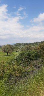 Acele Satılık Zeytinlik