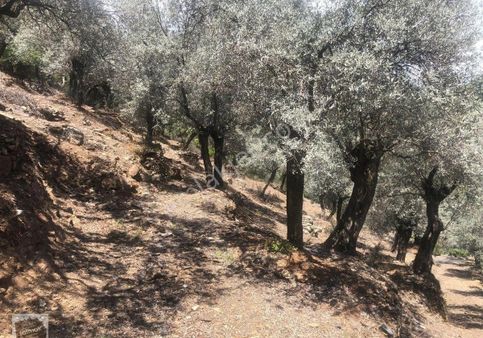 İzmir Bayındır Satılık Zeytinlik
