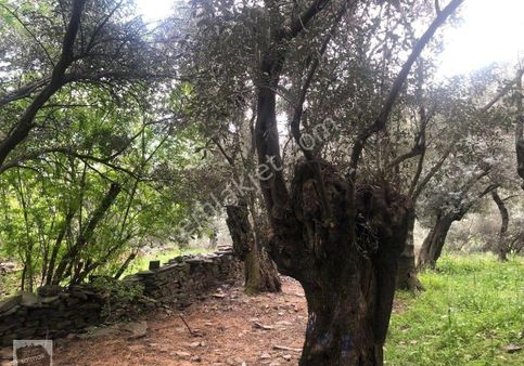 İzmir Bayındır Satılık Zeytinlik