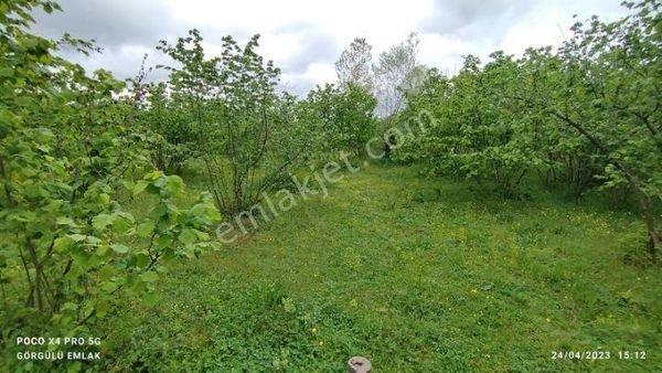 Samsun Çarşamba Kürtün Mahallesi İçinde 9 Dönüm Fındıklık