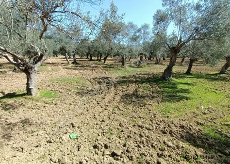 Akçay Buse Emlaktan Kadıköy Mevkii 5 Dönüm Zeytinlimiz Satışa Sunulmuştur.