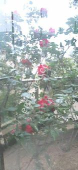 Yeni Foça Kiralıkyazlık Dubleks