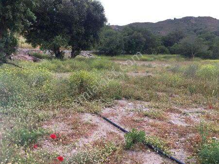 Acil Satılık Tarla