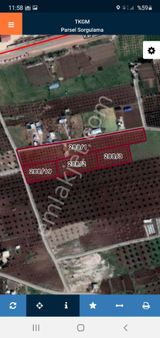 Savaş Gayrimenkul Den Satılık Zeytinlik