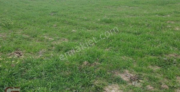 Burhaniye Kizikli Da Kelepir Fiyata Tarla