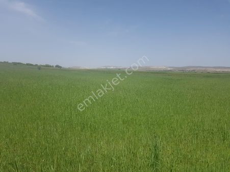 Başkan Emlaktan Satılık Nemli Mahallesinde 4100 M2 Tarla