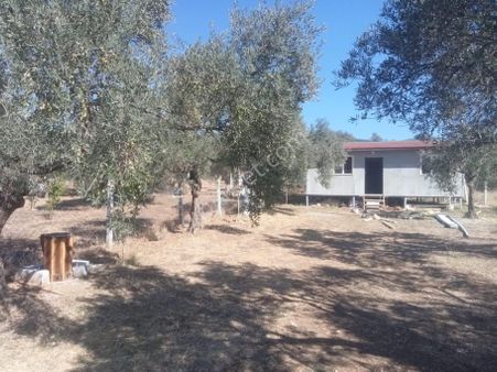 Sahibinden Satılık Zeytinli Tarla