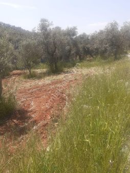 İzmir Torbalı Karakızlar Mahallesi Satılık Yola Cepheli Zeytinlik