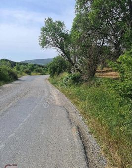 Ayvalık Hacivelilerde Kelepir Fiyata Yatırımlık Tarla.