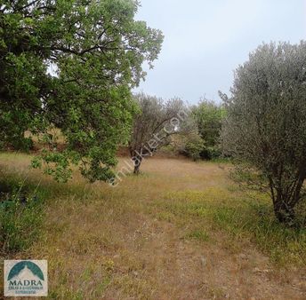 Madra Emlak'tan Burhaniye Tahtacı'da Satılık 5837 M2 Zeytinlik