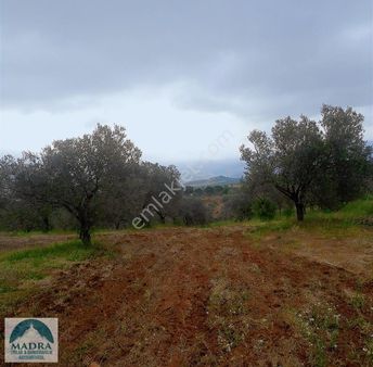Madra Emlak'tan Burhaniye Tahtacı Satılık 14,118 M2 Zeytinlik