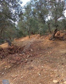 Buse Emlaktan Edremit Zeytinli Köyü Yakınında 1700 Metrekare Deniz Manzaralı Zeytinlik