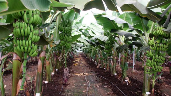 Alanya İmamlı Mahallesinde 33.000 M2 Satılık Tarla