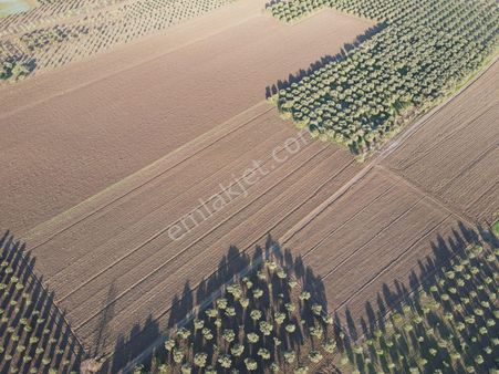Kayalıoğlu Mah' De Elektrik Suyu Olan 25 Dönüm Satılık Zeytinlik (emin' Den)