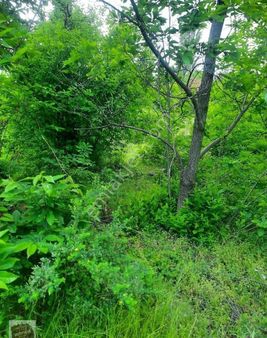 İzmir Byndır Satılık Zeytinlik