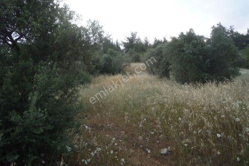 İzmir Torbalı Gold Emlaktan Satılık Zeytinli Tarla