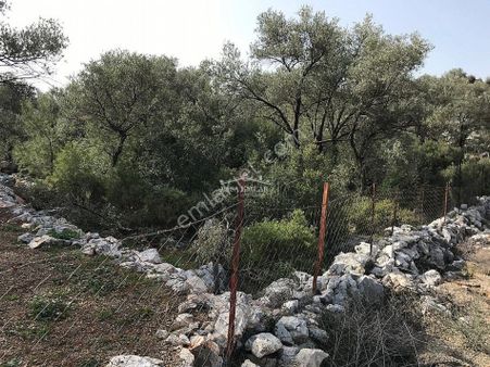 Dalaman Şerefler'de 618 M2 Tek Tapu Tarla