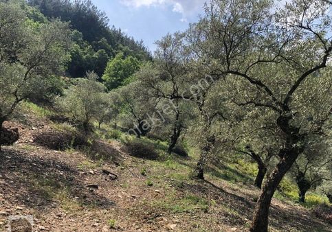 İzmir Bayındır Satılık Zeytinlik