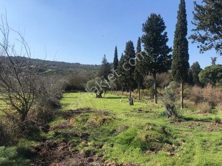 Muğla Bodrum Ortakent Bir Villalık Bahçe