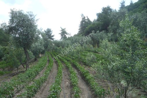 İzmir Torbalı Gold Emlaktan Satılık Harika Bağ & Bahçe..