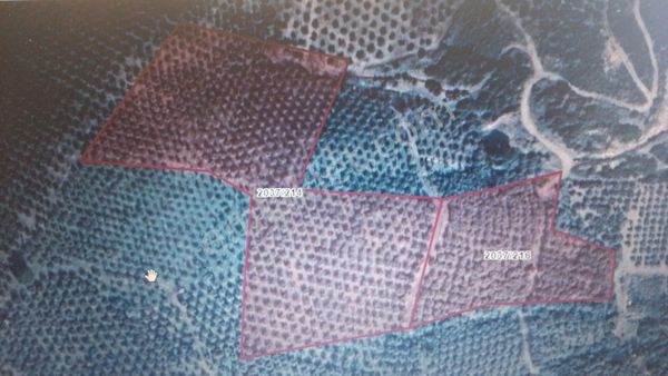 Gemlik B.kumlada Satılık Zeytinlik 25 Dönüm Deniz Ve Baraj Manzaralı